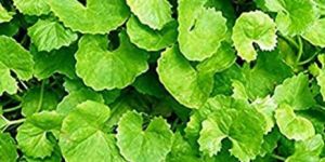 Centella Asiatica Biscuits