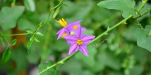 Solanum Trilobatum Biscuits
