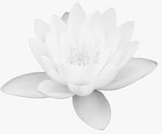 White Lotus Biscuits