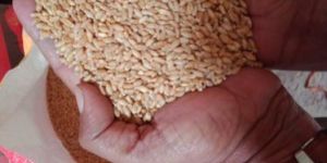 Durum Wheat