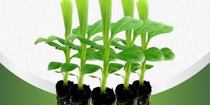 Tissue Culture Plant Banana