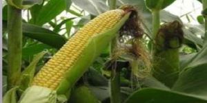 MZ-N1151+ Hybrid Maize Seeds