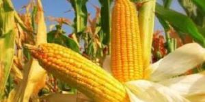 MZ-S1166 Hybrid Maize Seeds