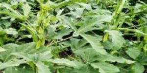OKR-JM198 Hybrid Okra Seeds
