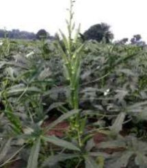 OKR -R1030 Hybrid Okra Seeds