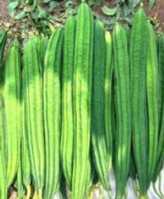 RG-NR3074 Hybid Ridge Gourd Seeds