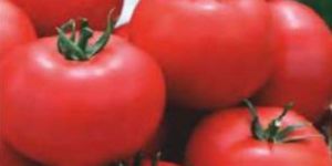 TM-NN6036 Hybrid Tomato Seeds