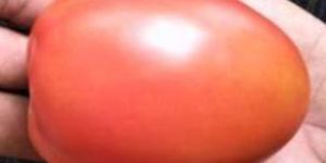 TM-NN6084 Hybrid Tomato Seeds