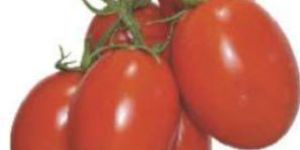 TM-NN6092 Hybrid Tomato Seeds