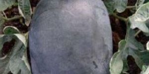 WM-MA8025 Hybrid Watermelon Seeds