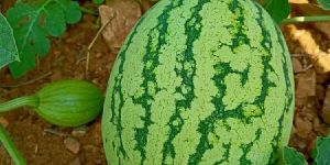 Water Melon