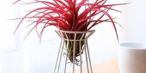 Wire Planter Pot