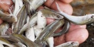 Bata Fish Seeds