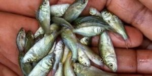 Common Carp Fish Seed