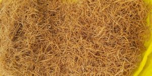 Nepali Shatavari Roots