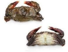 Soft Shell Crab