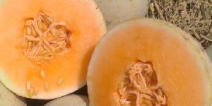 Muskmelon