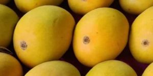Devgad Alfanso Mangoes