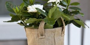 Plants Grow Bag