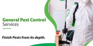 Pest Control Services near Me in Chennai