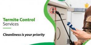 Termite Control Services near Me in Chennai