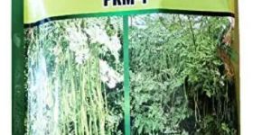 Moringa Seeds (Early Variety ) PKM-1