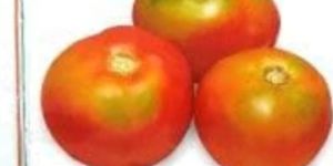 NS 526 (6H 16) TOMATO ( 526 )