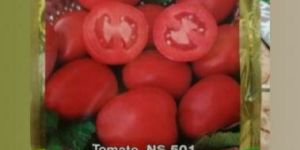 NS501 TOMATO SEED