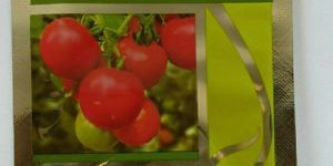 SAAHO TOMATO [TO-3251]