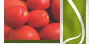 TO-6242 TOMATO