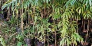 Green Hog Plum Plant