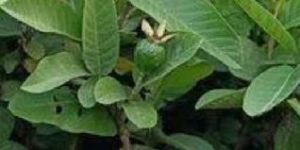 Guava Plant