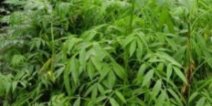 Hog Sweet Plum Plant