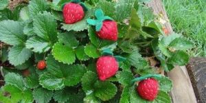 Raspberry Plant
