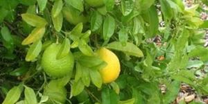 Sweet Lime Plant