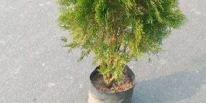 Thuja Plant