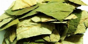 Dried Nelumbo Nucifera Leaf
