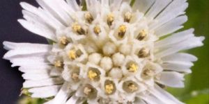 Eclipta Prostrata Roxb