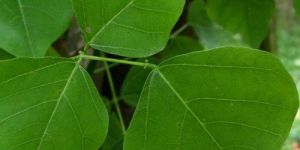 Erythrina Indica Leaves