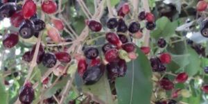 Eugenia Jambolana Seeds
