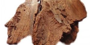 Ficus Religiosa Bark