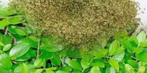 Gymnema Sylvestre Powder