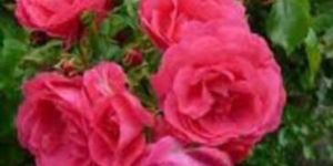 Hibiscus Rosa Sinensis Leaf