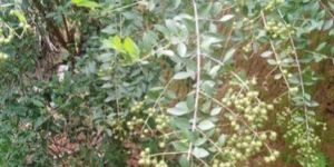 Lawsonia Inermis Leaves