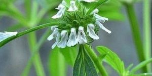 Leucas Aspera Leaves