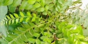 Murraya Koenigii Leaves