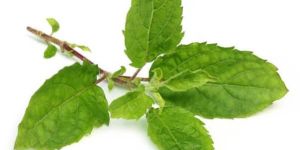 Ocimum Tenuiflorum Leaves