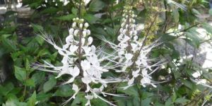 Orthosiphon Stamineus Leaves