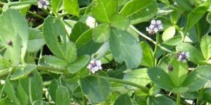 Phyla Nodiflora Powder