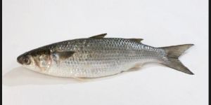 Mullet Fish